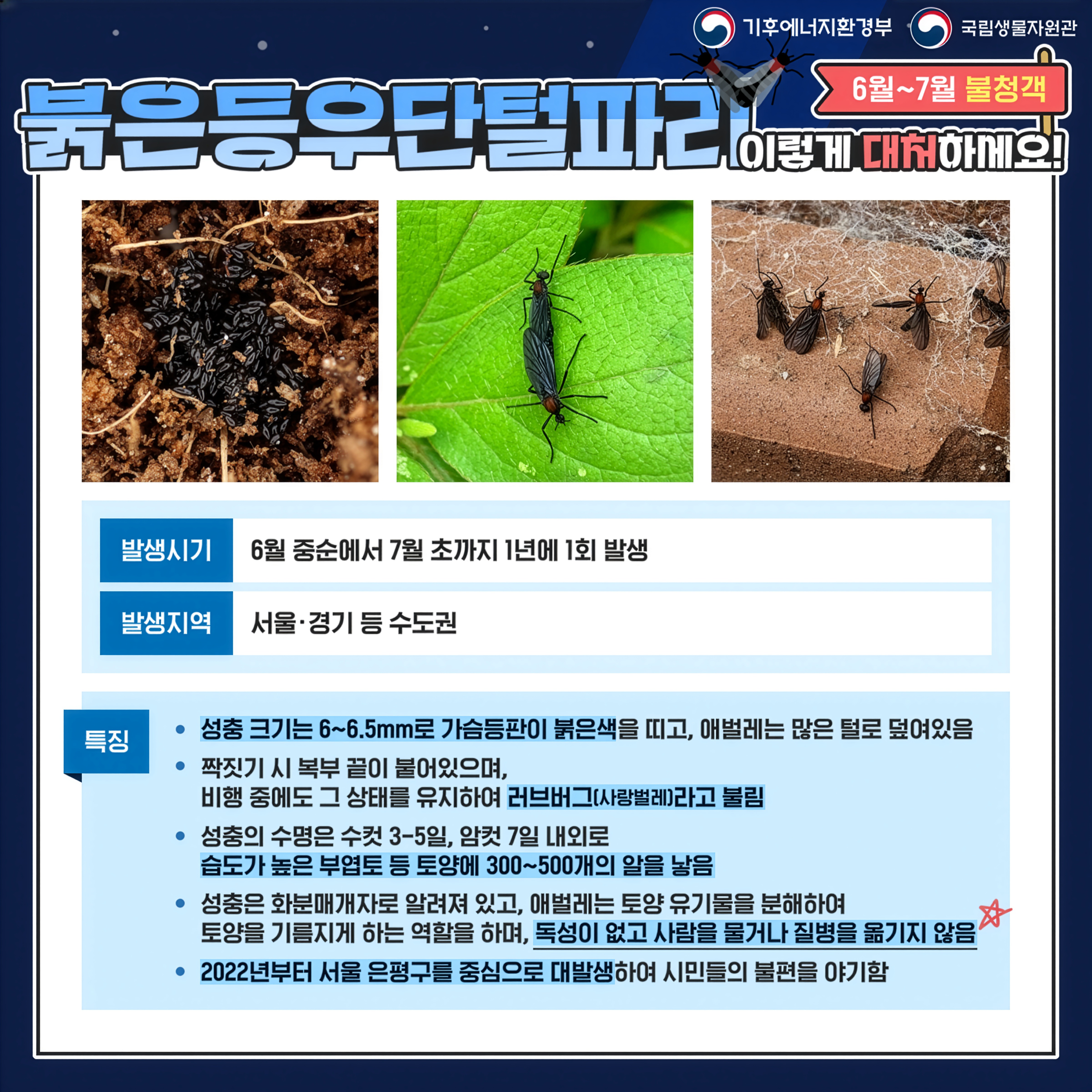 기후에너지환경부 · 국립생물자원관

붉은등우단털파리
이렇게 대처하네요!
발생시기
6월 중순에서 7월 초까지 1년에 1회 발생
발생지역
서울·경기 등 수도권
특징
성충 크기는 6~6.5mm로 가슴등판이 붉은색을 띠고, 애벌레는 많은 털로 덮여있음
짝짓기 시 복부 끝이 붙어있으며, 비행 중에도 그 상태를 유지하여 러브버그(사랑벌레)라고 불림
성충의 수명은 수컷 3~5일, 암컷 7일 내외로 습도가 높은 부엽토 등 토양에 300~500개의 알을 낳음
성충은 화분매개자로 알려져 있고, 애벌레는 토양 유기물을 분해하여 토양을 기름지게 하는 역할을 하며, 독성이 없고 사람을 물거나 질병을 옮기지 않음
2022년부터 서울 은평구를 중심으로 대발생하여 시민들의 불편을 야기함