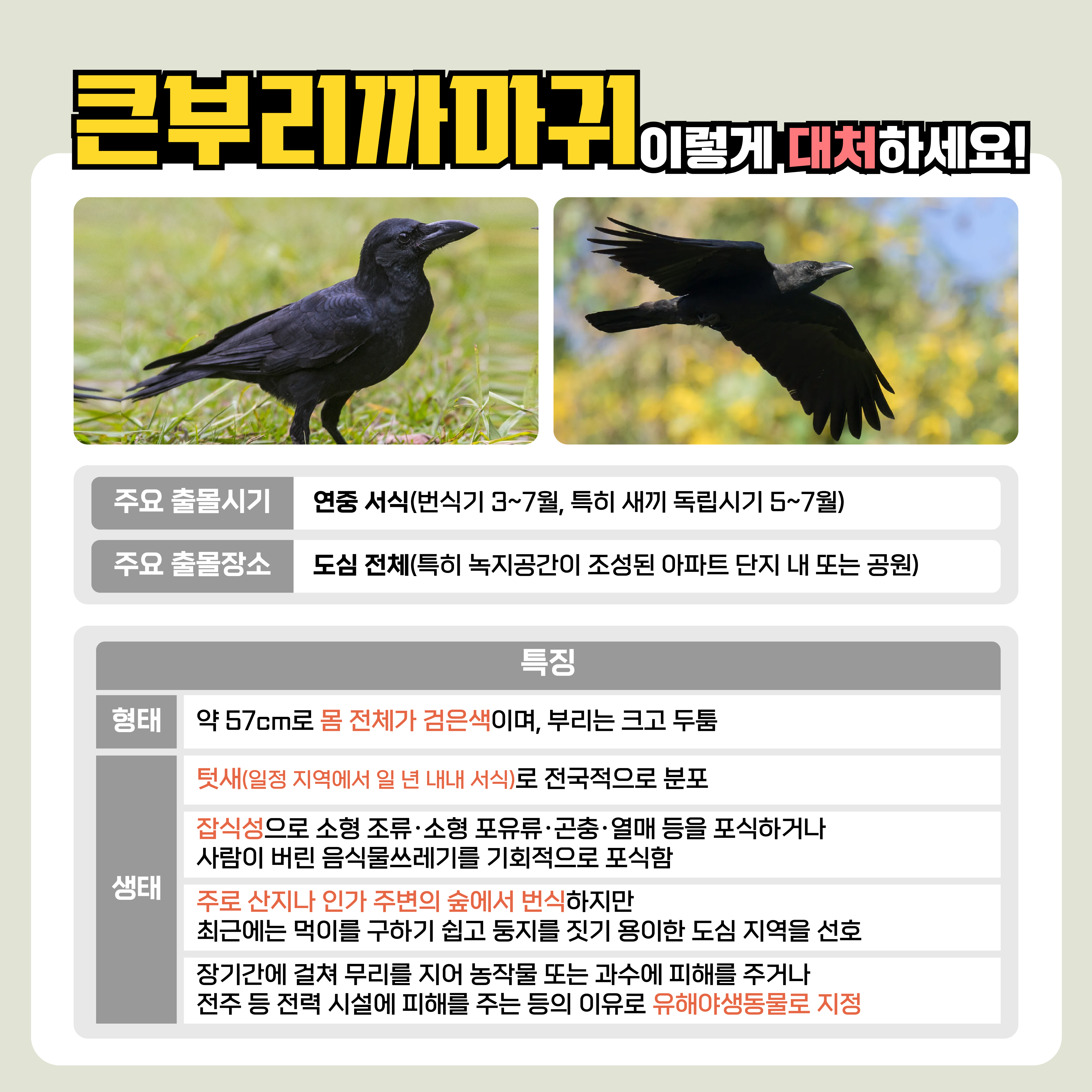 큰부리까마귀 이렇게 대처하세요!

주요 출몰시기

연중 서식(번식기 3~7월, 특히 새끼 독립시기 5~7월)

주요 출몰장소

도심 전체(특히 녹지공간이 조성된 아파트 단지 내 또는 공원)
특징

형태

약 57cm로 몸 전체가 검은색이며, 부리는 크고 두툼

생태

텃새(일정 지역에서 일 년 내내 서식)로 전국적으로 분포
잡식성으로 소형 조류·소형 포유류·곤충·열매 등을 포식하거나 사람이 버린 음식물쓰레기를 기회적으로 포식함
주로 산지나 인가 주변의 숲에서 번식하지만 최근에는 먹이를 구하기 쉽고 둥지를 짓기 용이한 도심 지역을 선호
장기간에 걸쳐 무리를 지어 농작물 또는 과수에 피해를 주거나 전주 등 전력 시설에 피해를 주는 등의 이유로 유해야생동물로 지정