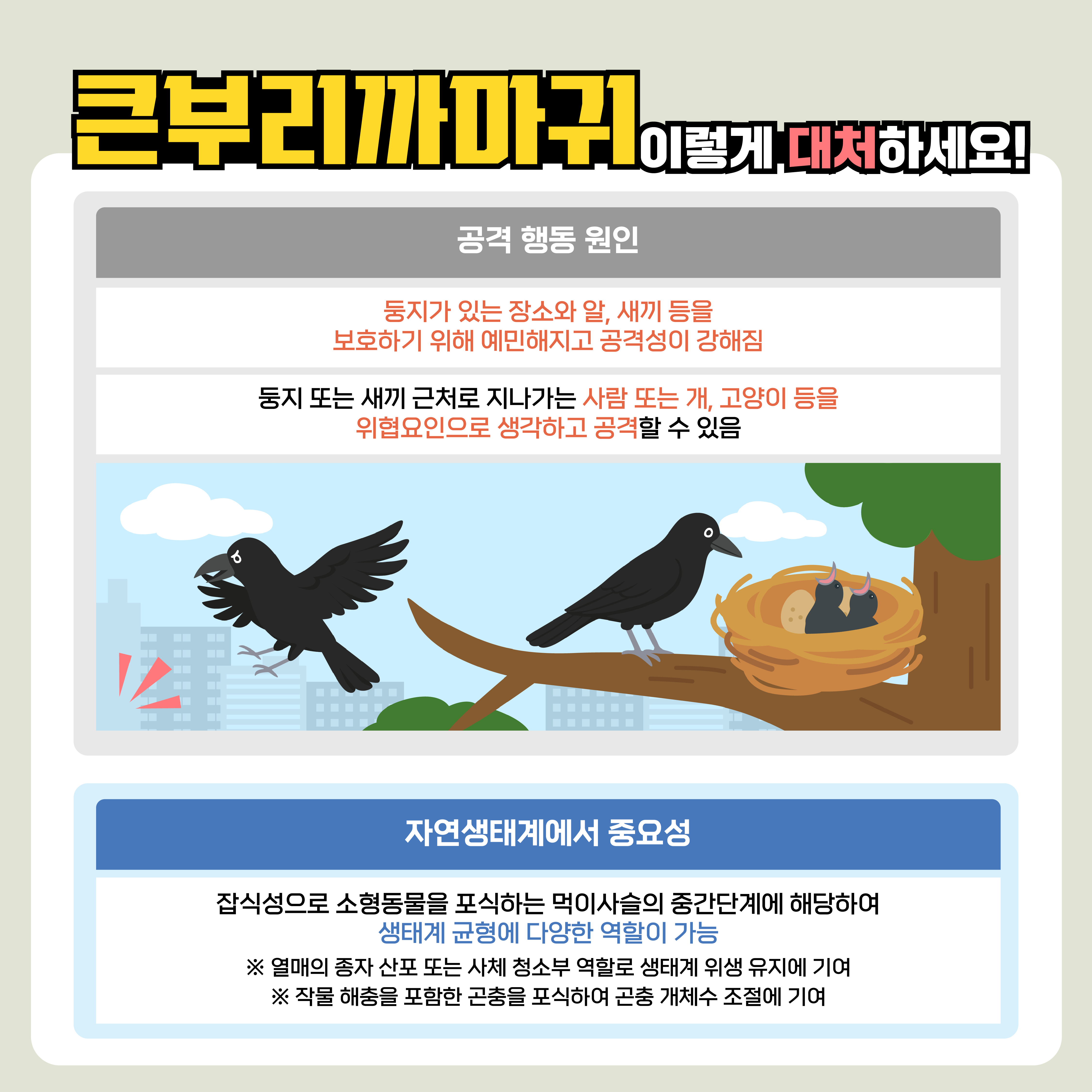 큰부리까마귀 이렇게 대처하세요!
공격 행동 원인
둥지가 있는 장소와 알, 새끼 등을 보호하기 위해 예민해지고 공격성이 강해짐
둥지 또는 새끼 근처로 지나가는 사람 또는 개, 고양이 등을 위협요인으로 생각하고 공격할 수 있음
자연생태계에서 중요성

잡식성으로 소형동물을 포식하는 먹이사슬의 중간단계에 해당하여 생태계 균형에 다양한 역할이 가능

※ 열매의 종자 산포 또는 사체 청소부 역할로 생태계 위생 유지에 기여
※ 작물 해충을 포함한 곤충을 포식하여 곤충 개체수 조절에 기여