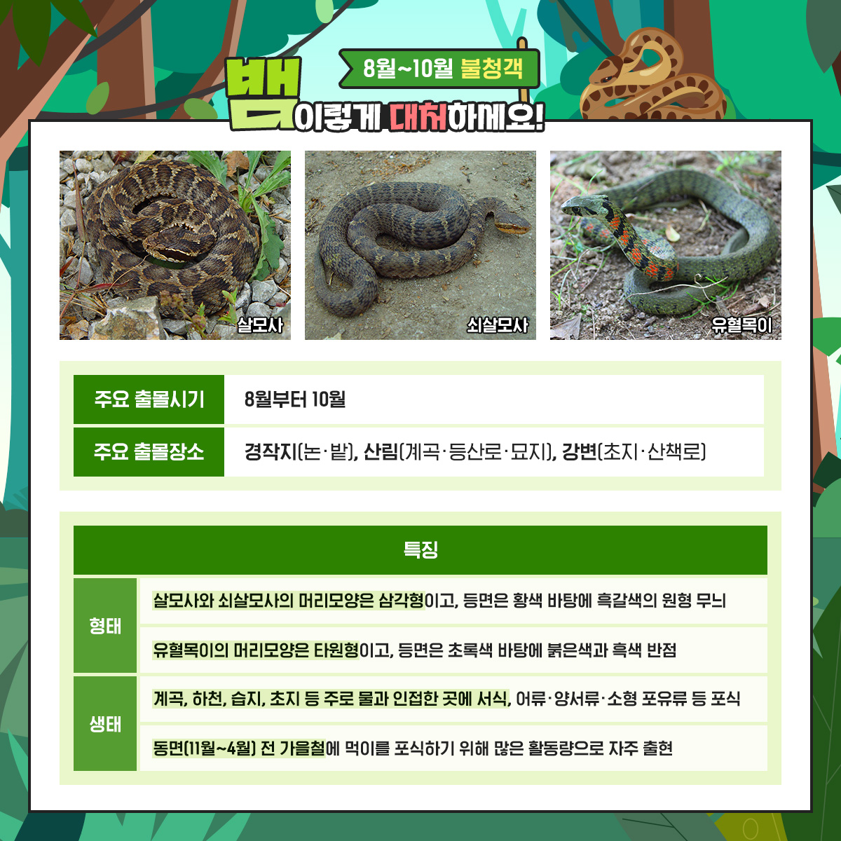 8월~10월 불청객
뱀 이렇게 대처하세요!

살모사  쇠살모사  유혈목이

주요 출몰시기
8월부터 10월

주요 출몰장소
경작지(논·밭), 산림(계곡·등산로·묘지), 강변(초지·산책로)

특징

형태

살모사와 쇠살모사의 머리모양은 삼각형이고, 등면은 황색 바탕에 흑갈색의 원형 무늬

유혈목이의 머리모양은 타원형이고, 등면은 초록색 바탕에 붉은색과 흑색 반점

생태

계곡, 하천, 습지, 초지 등 주로 물과 인접한 곳에 서식, 어류·양서류·소형 포유류 등 포식

동면(11월~4월) 전 가을철에 먹이를 포식하기 위해 많은 활동량으로 자주 출현